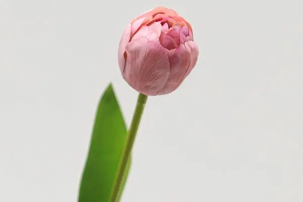 How long do faux tulips last indoors